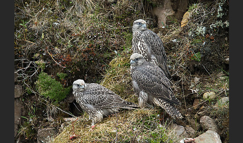 Gerfalke (Falco rusticolus)