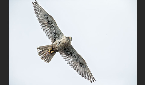 Gerfalke (Falco rusticolus)