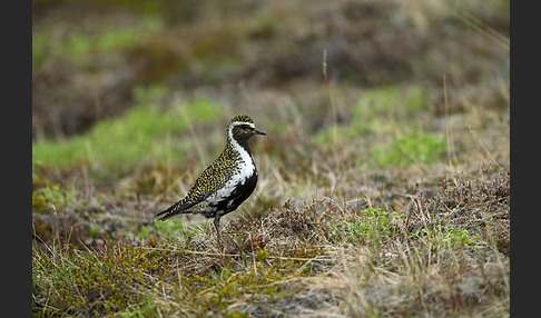 Goldregenpfeifer (Pluvialis apricaria)