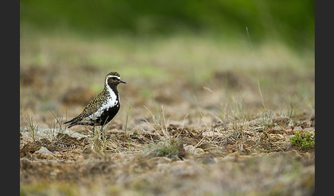 Goldregenpfeifer (Pluvialis apricaria)