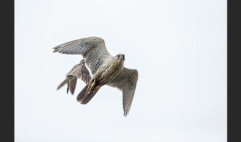 Gerfalke (Falco rusticolus)