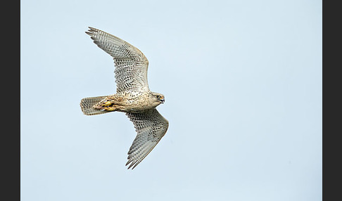 Gerfalke (Falco rusticolus)