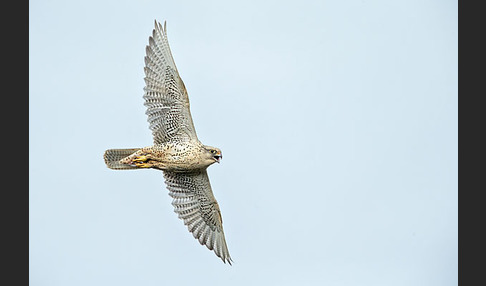 Gerfalke (Falco rusticolus)