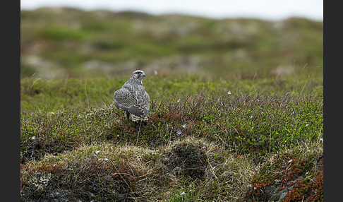 Gerfalke (Falco rusticolus)