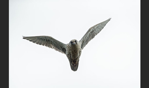 Gerfalke (Falco rusticolus)