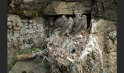 Gerfalke (Falco rusticolus)