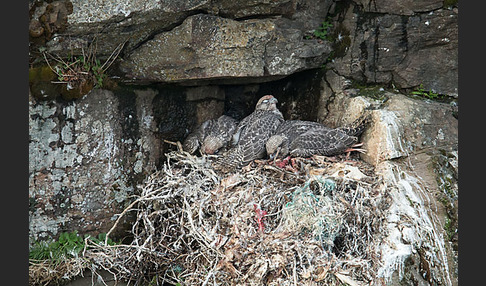 Gerfalke (Falco rusticolus)