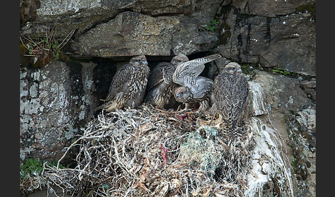 Gerfalke (Falco rusticolus)