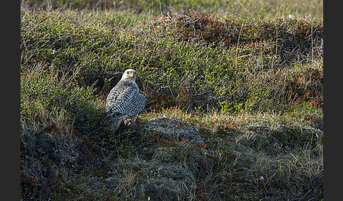 Gerfalke (Falco rusticolus)