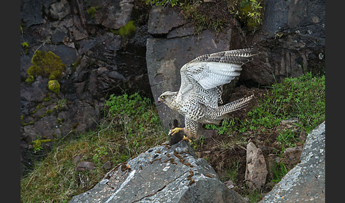 Gerfalke (Falco rusticolus)