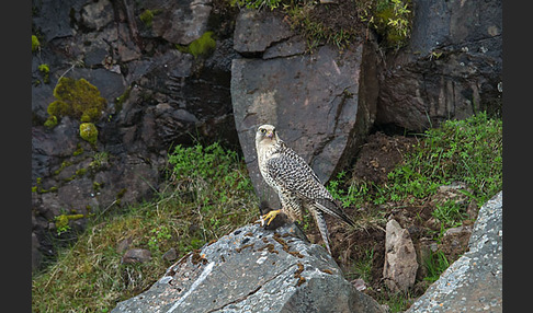 Gerfalke (Falco rusticolus)