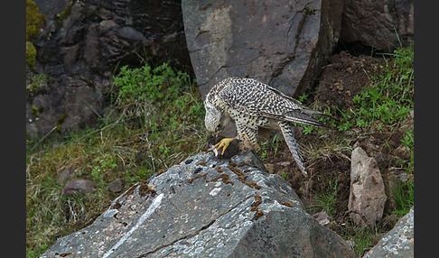 Gerfalke (Falco rusticolus)