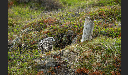 Gerfalke (Falco rusticolus)