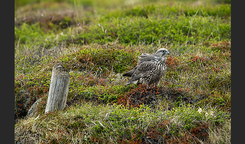 Gerfalke (Falco rusticolus)