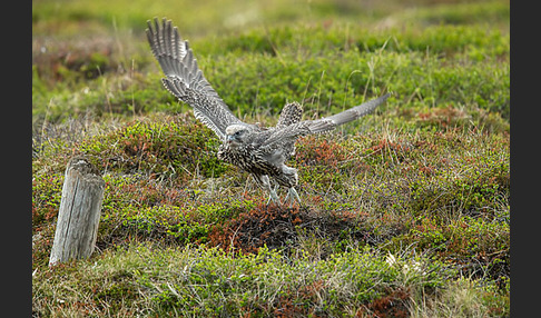 Gerfalke (Falco rusticolus)