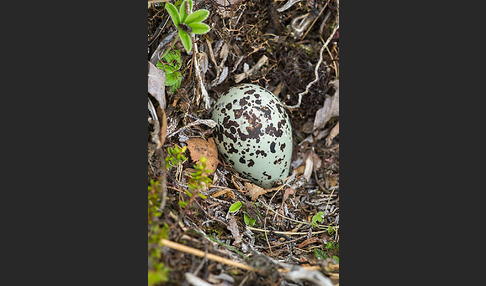 Goldregenpfeifer (Pluvialis apricaria)