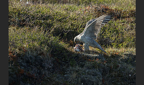 Gerfalke (Falco rusticolus)