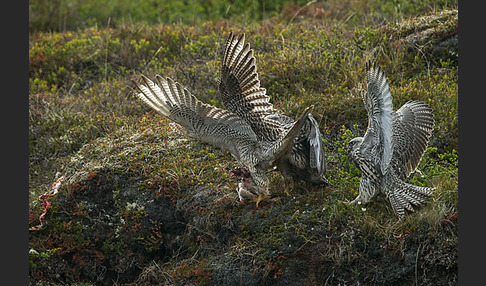 Gerfalke (Falco rusticolus)