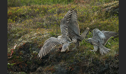 Gerfalke (Falco rusticolus)