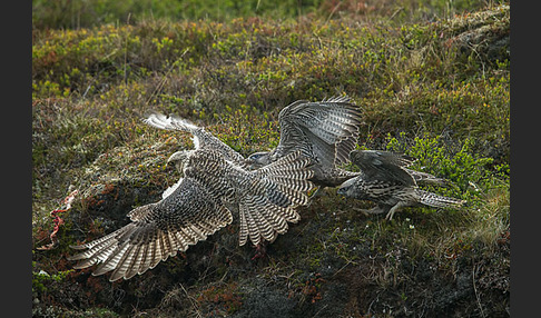 Gerfalke (Falco rusticolus)