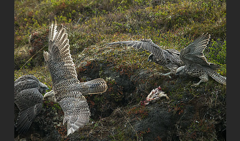 Gerfalke (Falco rusticolus)