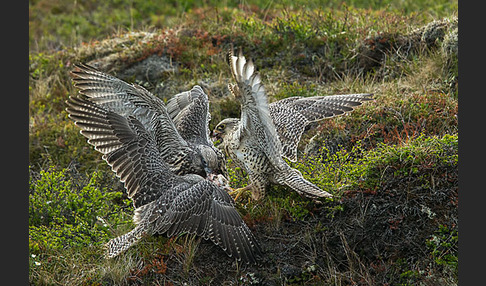 Gerfalke (Falco rusticolus)