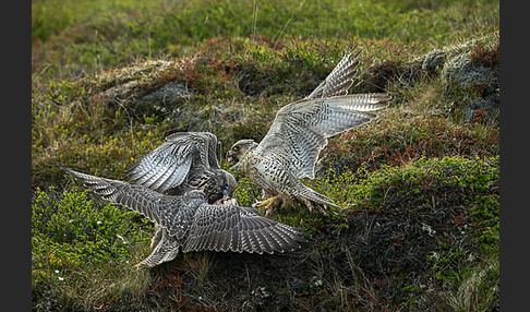 Gerfalke (Falco rusticolus)