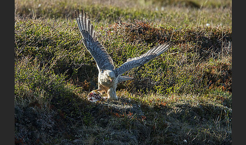 Gerfalke (Falco rusticolus)