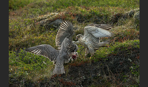 Gerfalke (Falco rusticolus)