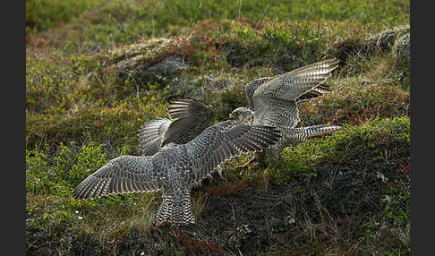 Gerfalke (Falco rusticolus)