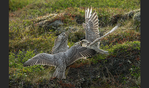 Gerfalke (Falco rusticolus)