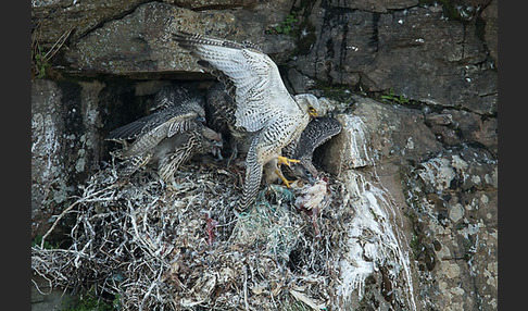 Gerfalke (Falco rusticolus)