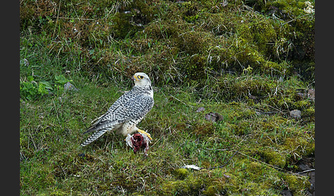 Gerfalke (Falco rusticolus)