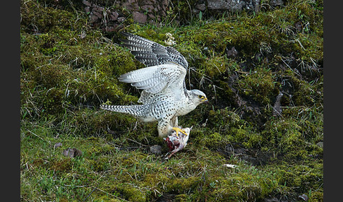 Gerfalke (Falco rusticolus)