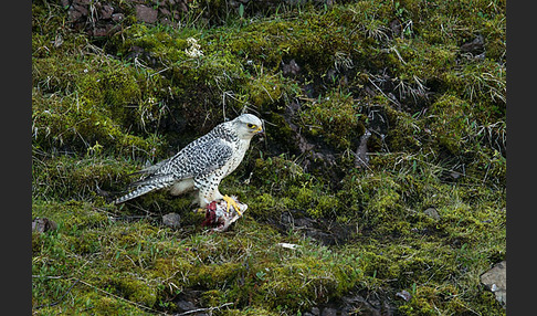 Gerfalke (Falco rusticolus)