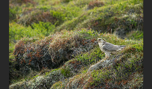 Gerfalke (Falco rusticolus)