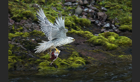 Gerfalke (Falco rusticolus)