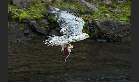 Gerfalke (Falco rusticolus)