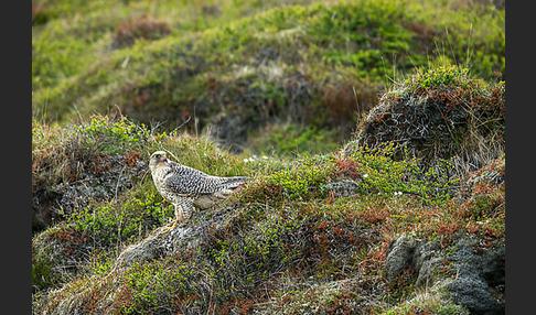 Gerfalke (Falco rusticolus)