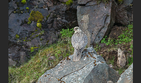 Gerfalke (Falco rusticolus)