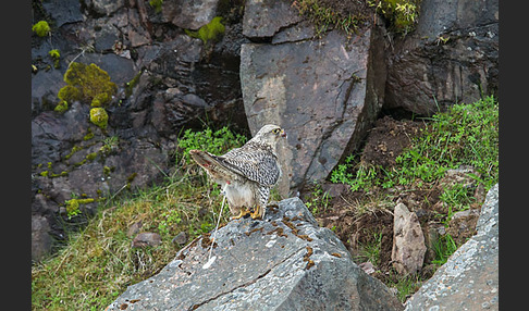 Gerfalke (Falco rusticolus)