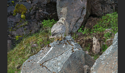 Gerfalke (Falco rusticolus)