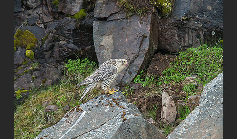 Gerfalke (Falco rusticolus)