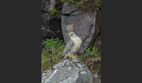 Gerfalke (Falco rusticolus)