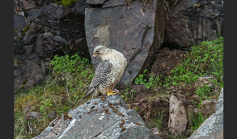 Gerfalke (Falco rusticolus)