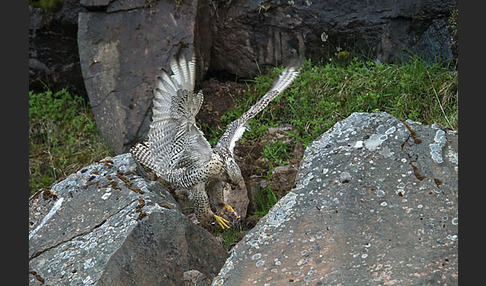 Gerfalke (Falco rusticolus)