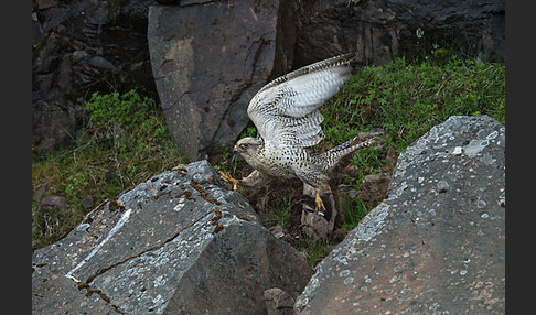 Gerfalke (Falco rusticolus)