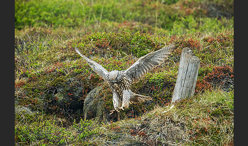 Gerfalke (Falco rusticolus)