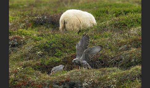 Gerfalke (Falco rusticolus)