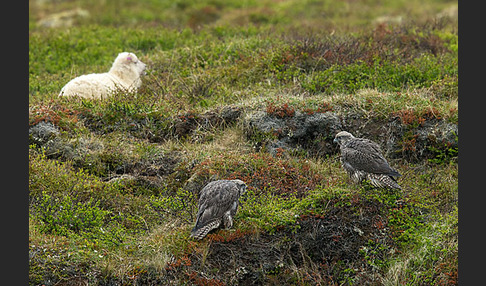 Gerfalke (Falco rusticolus)